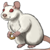 Rat: Pink Eyed White